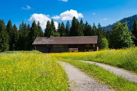 Appartamento Alpe Leckenholz Hittisau Esterno foto